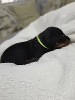 Boy 2 , a female Doberman Pinscher for sale in Austin, TX – 2 of 3