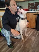 King, a  Dogo Argentino for sale in Narrowsburg, NY – 4 of 5