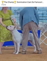 King, a  Dogo Argentino for sale in Narrowsburg, NY – 5 of 5