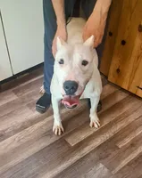 King, a  Dogo Argentino for sale in Narrowsburg, NY – 2 of 5