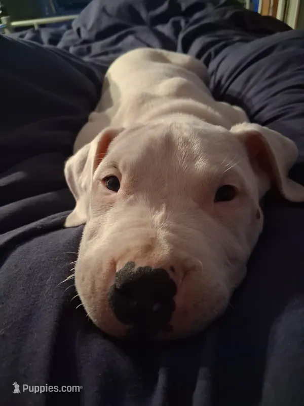 King – Dogo Argentino puppy for sale in Narrowsburg, NY