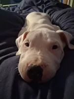 King, a  Dogo Argentino for sale in Narrowsburg, NY – 1 of 5