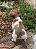 sable piebald male, a male Rat Terrier and Teddy Roosevelt Terrier for sale in Russellville, KY – 3 of 3