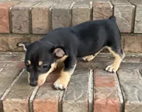 Black tri tuxedo Teddy Roosevelt Terrier, a male Teddy Roosevelt Terrier for sale in Russellville, KY – 2 of 2