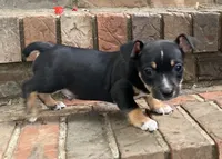 Black tri tuxedo Teddy Roosevelt Terrier, a male Teddy Roosevelt Terrier for sale in Russellville, KY – 2 of 2