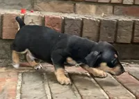 TRT Black tri tuxedo, a male Rat Terrier for sale in Russellville, KY – 2 of 2