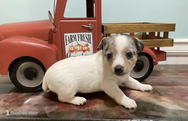 Merle female TRT – Teddy Roosevelt Terrier puppy for sale in Russellville, KY