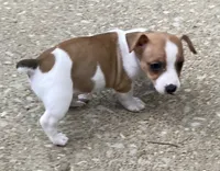sable piebald male, a male Rat Terrier and Teddy Roosevelt Terrier for sale in Russellville, KY – 2 of 3