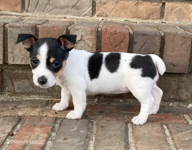 Black tri piebald, a female Rat Terrier and Teddy Roosevelt Terrier for sale in Russellville, KY – Photo 1 of 2