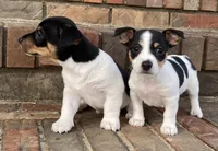 Black tri piebald, a female Rat Terrier and Teddy Roosevelt Terrier for sale in Russellville, KY – Photo 2 of 2