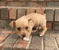 Sable tuxedo male, a male Teddy Roosevelt Terrier for sale in Russellville, KY – 2 of 2