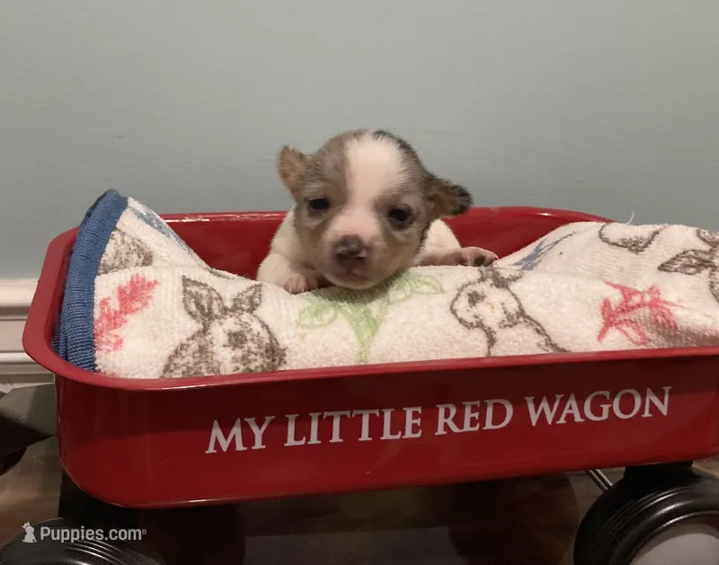 Merle female TRT – Teddy Roosevelt Terrier puppy for sale in Russellville, KY