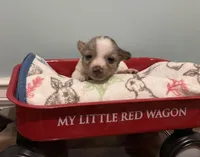 Merle female TRT, a female Teddy Roosevelt Terrier for sale in Russellville, KY – 1 of 1
