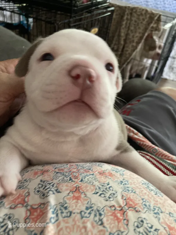 Perseus – American Bully puppy for sale in Russellville, KY