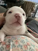 Perseus, a male American Bully for sale in Russellville, KY – 1 of 4
