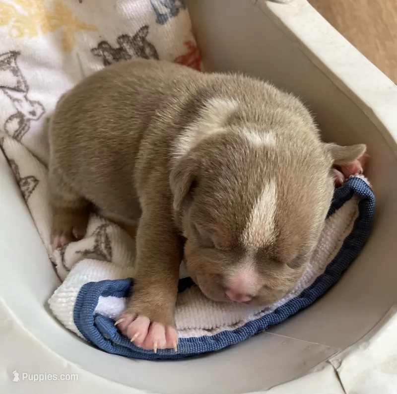 Cosmo – American Bully puppy for sale in Russellville, KY
