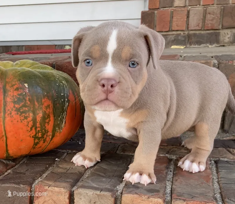 Cosmo – American Bully puppy for sale in Russellville, KY