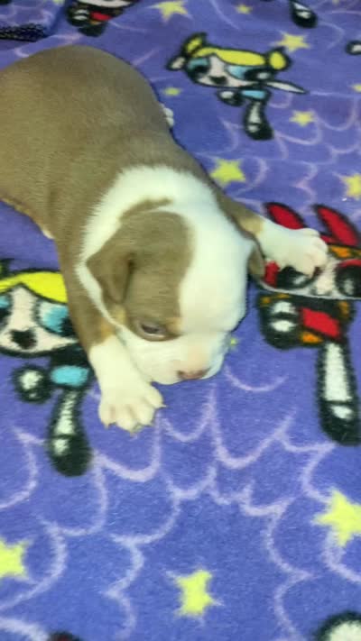 Daphne, a female American Bully for sale in Russellville, KY – 3 of 3