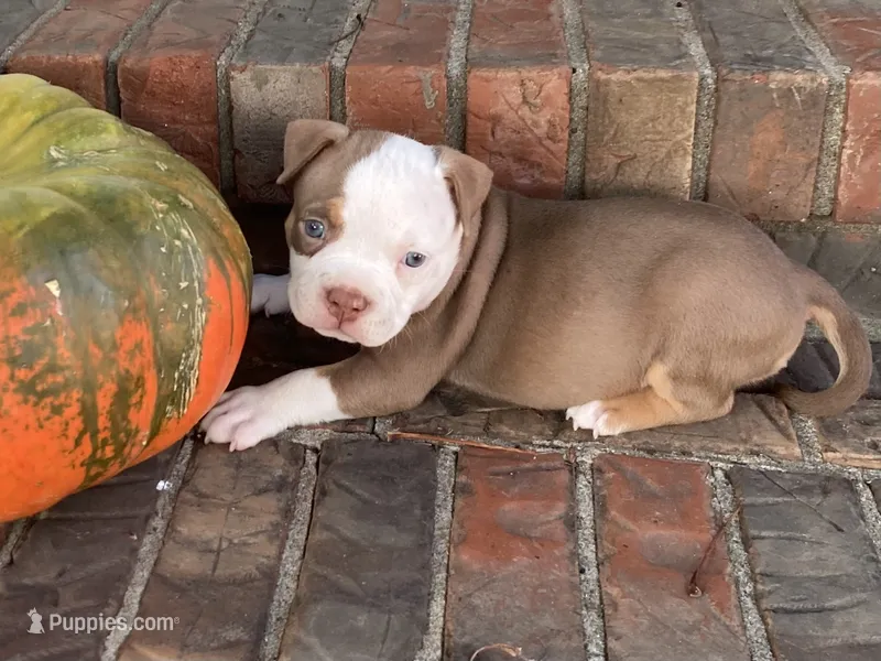 Daphne – American Bully puppy for sale in Russellville, KY
