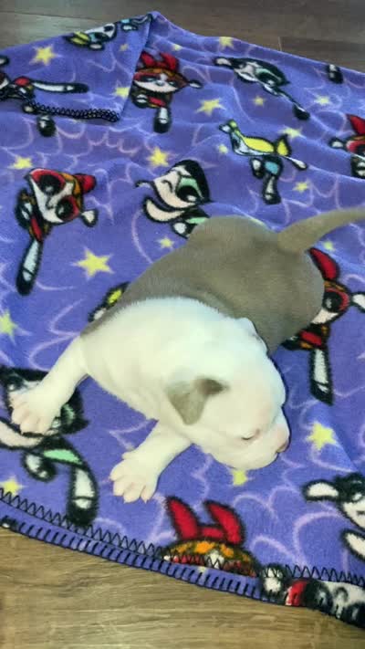 Perseus, a male American Bully for sale in Russellville, KY – 4 of 4