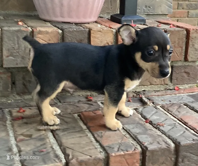 TRT Black tri tuxedo – Rat Terrier, Teddy Roosevelt Terrier puppy for sale in Russellville, KY