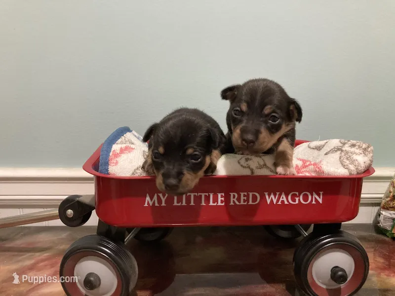 Black tri tuxedo female – Teddy Roosevelt Terrier puppy for sale in Russellville, KY