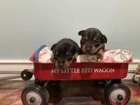 Black tri tuxedo female, a female Teddy Roosevelt Terrier for sale in Russellville, KY – 1 of 1