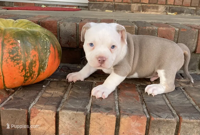 Perseus – American Bully puppy for sale in Russellville, KY
