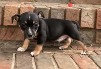 Black tri tuxedo Teddy Roosevelt Terrier, a male Teddy Roosevelt Terrier for sale in Russellville, KY – 1 of 2