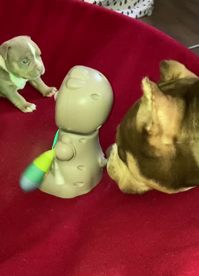 Cosmo, a male American Bully for sale in Russellville, KY – 3 of 4