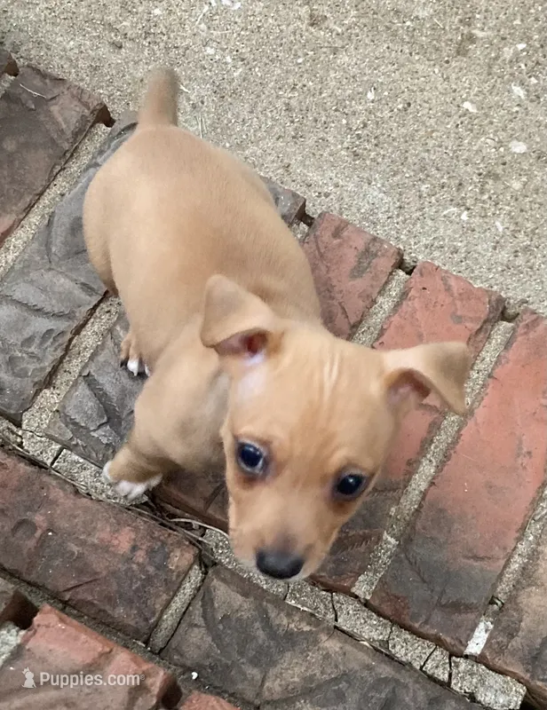 Sable tuxedo male – Teddy Roosevelt Terrier puppy for sale in Russellville, KY