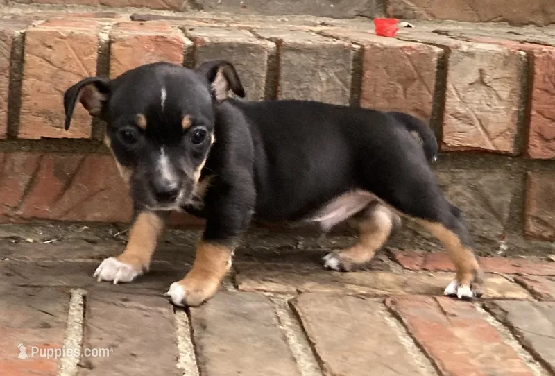 TRT Black tri tuxedo – Rat Terrier puppy for sale in Russellville, KY