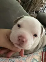 Perseus, a male American Bully for sale in Russellville, KY – 2 of 4