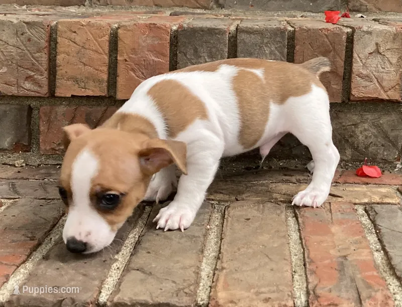 sable piebald male – Rat Terrier, Teddy Roosevelt Terrier puppy for sale in Russellville, KY