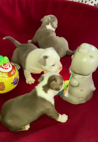 Perseus, a male American Bully for sale in Russellville, KY – 3 of 4