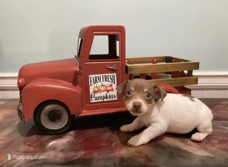 Chocolate tri piebald female – Rat Terrier, Teddy Roosevelt Terrier puppy for sale in Russellville, KY