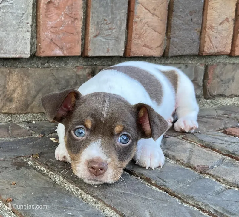 Chocolate tri piebald – Rat Terrier, Teddy Roosevelt Terrier puppy for sale in Russellville, KY