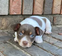 Chocolate tri piebald, a male Rat Terrier and Teddy Roosevelt Terrier for sale in Russellville, KY – Photo 1 of 2