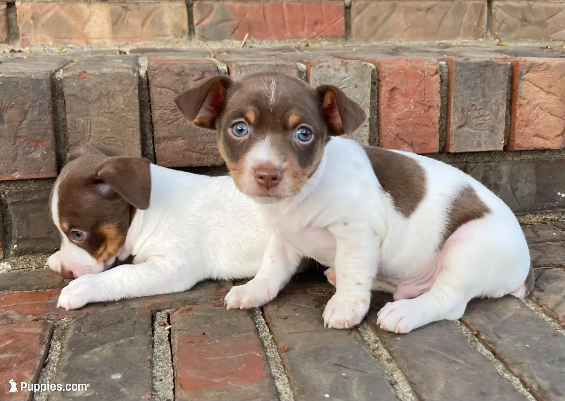 Chocolate tri piebald, a male Rat Terrier and Teddy Roosevelt Terrier for sale in Russellville, KY – Photo 2 of 2