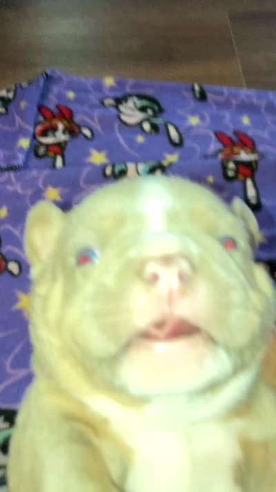 Cosmo, a male American Bully for sale in Russellville, KY – 4 of 4