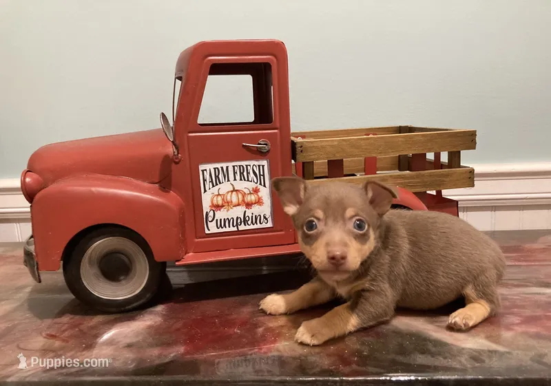 Chocolate tri tuxedo female – Rat Terrier, Teddy Roosevelt Terrier puppy for sale in Russellville, KY