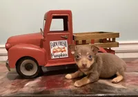 Chocolate tri tuxedo female, a female Rat Terrier and Teddy Roosevelt Terrier for sale in Russellville, KY – 1 of 2