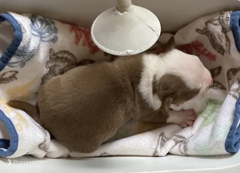 Daphne – American Bully puppy for sale in Russellville, KY