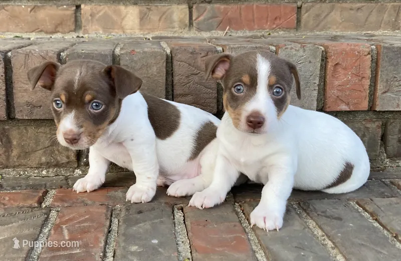 Chocolate tri piebald #2 – Rat Terrier, Teddy Roosevelt Terrier puppy for sale in Russellville, KY