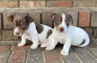Chocolate tri piebald #2, a male Rat Terrier and Teddy Roosevelt Terrier for sale in Russellville, KY – Photo 1 of 2