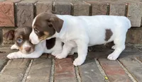 Chocolate tri piebald #2, a male Rat Terrier and Teddy Roosevelt Terrier for sale in Russellville, KY – Photo 2 of 2