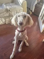 Kaya, a female Goldendoodle and Poodle - Standard  for sale in Stanardsville, VA – 3 of 4