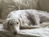 Kaya, a female Goldendoodle and Poodle - Standard  for sale in Stanardsville, VA – 2 of 4
