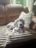 Kaya, a female Goldendoodle and Poodle - Standard  for sale in Stanardsville, VA – 4 of 4