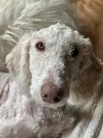 Kaya, a female Goldendoodle and Poodle - Standard  for sale in Stanardsville, VA – 1 of 4